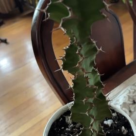 Photo of the plant species Euphorbia 'Zig Zag' by @A.J. named Daphne on Greg, the plant care app