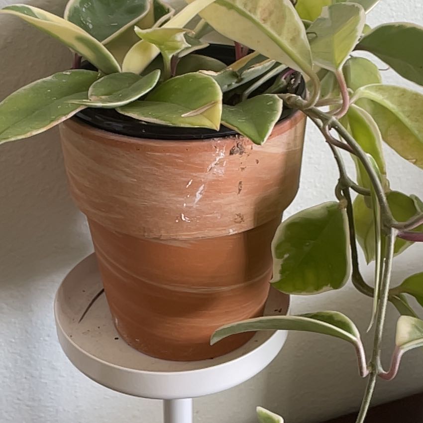 Hoya Krimson Queen plant in a terracotta pot with variegated leaves.