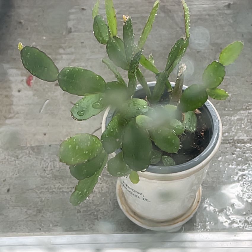 Easter Cactus in a white pot with visible soil and green leaves.