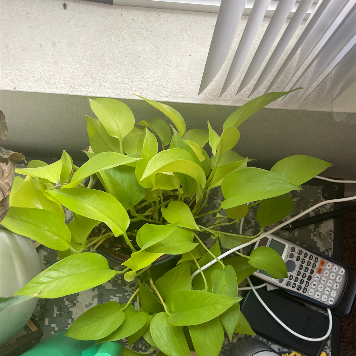 Neon Pothos plant near a window with vibrant green leaves.