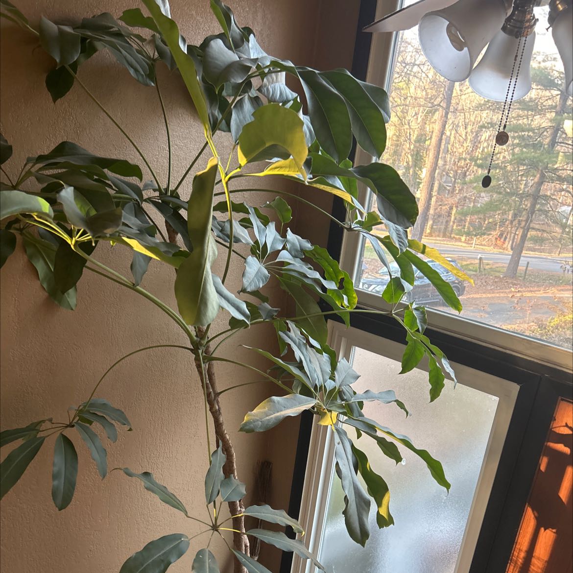 A healthy, thriving Umbrella Tree houseplant with glossy green foliage situated near a bright window.