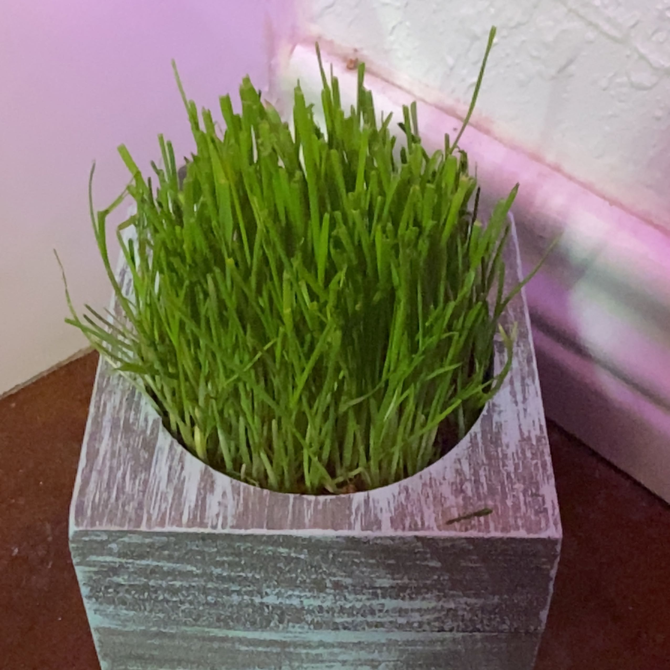Healthy wheatgrass plant in a wooden container.