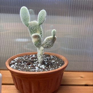 Bunny Ears Cactus plant in Fort Collins, Colorado