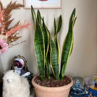 Snake Plant plant in Fort Collins, Colorado