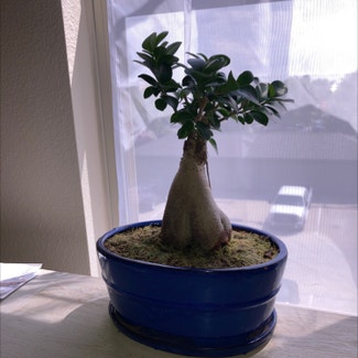 Ficus Ginseng plant in Fort Collins, Colorado
