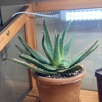 Aloe Vera plant in Fort Collins, Colorado