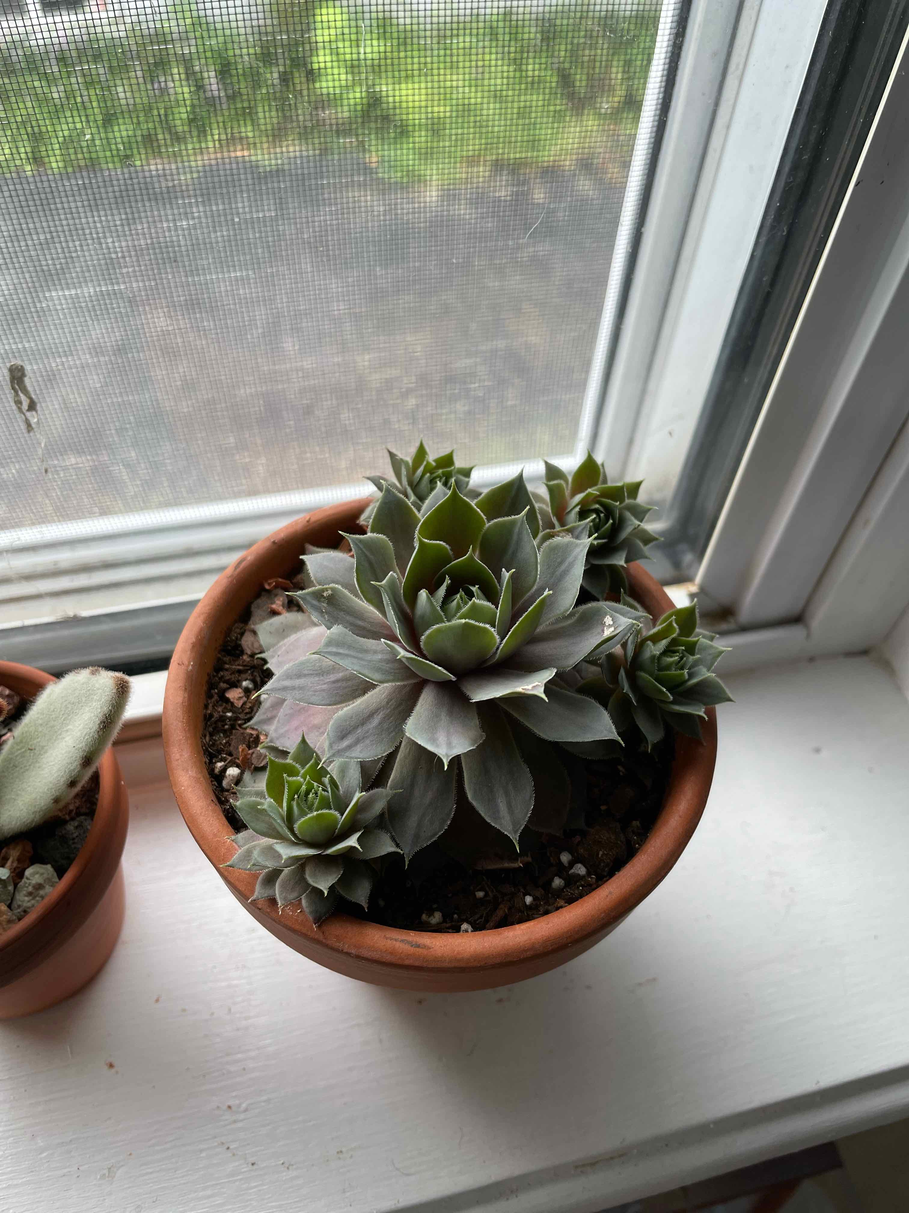 Potted Echeveria 'Dark Moon' on a windowsill, healthy and well-framed.