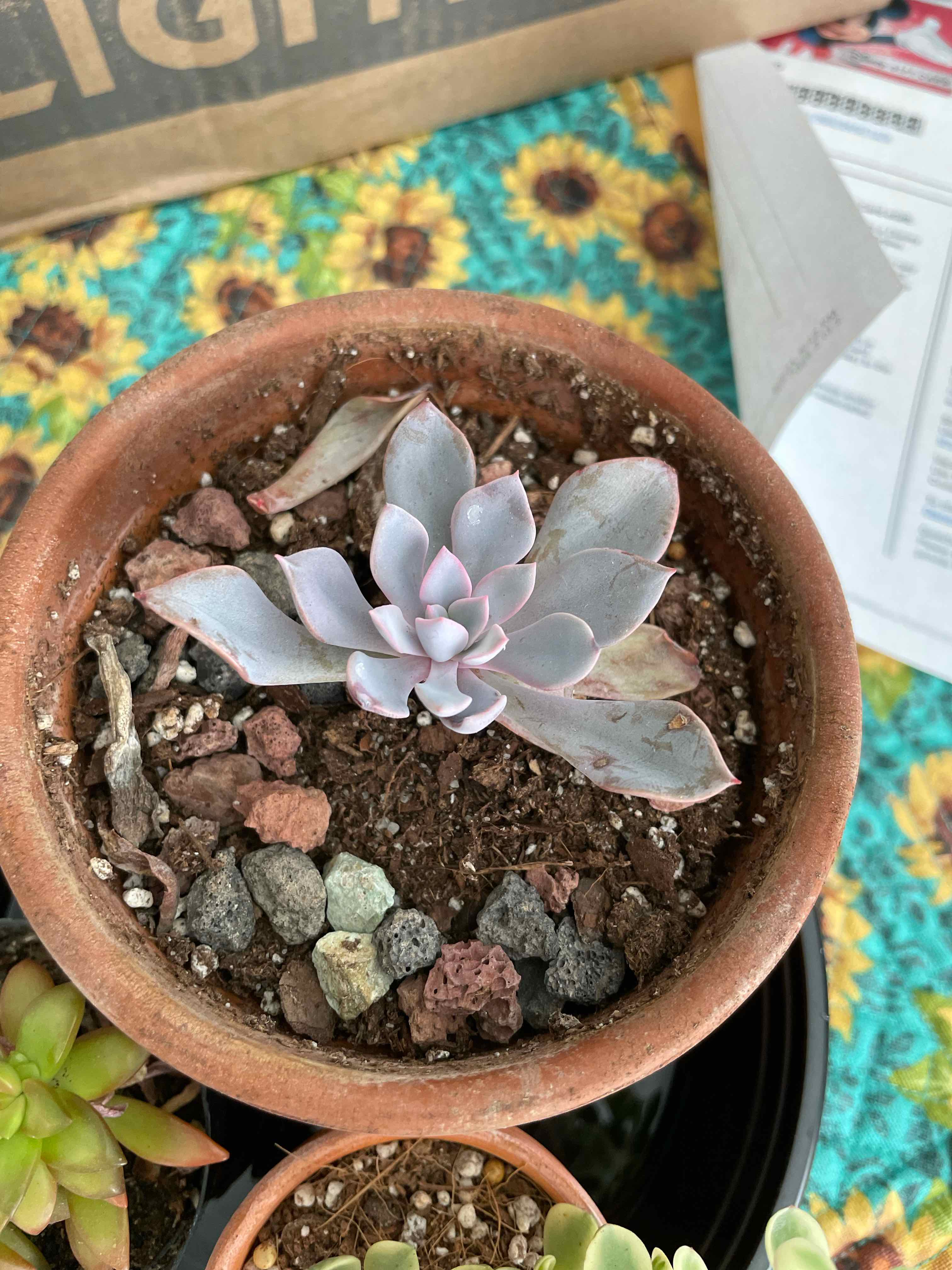 Graptoveria 'Debbie' succulent in a terracotta pot with visible soil and healthy leaves.