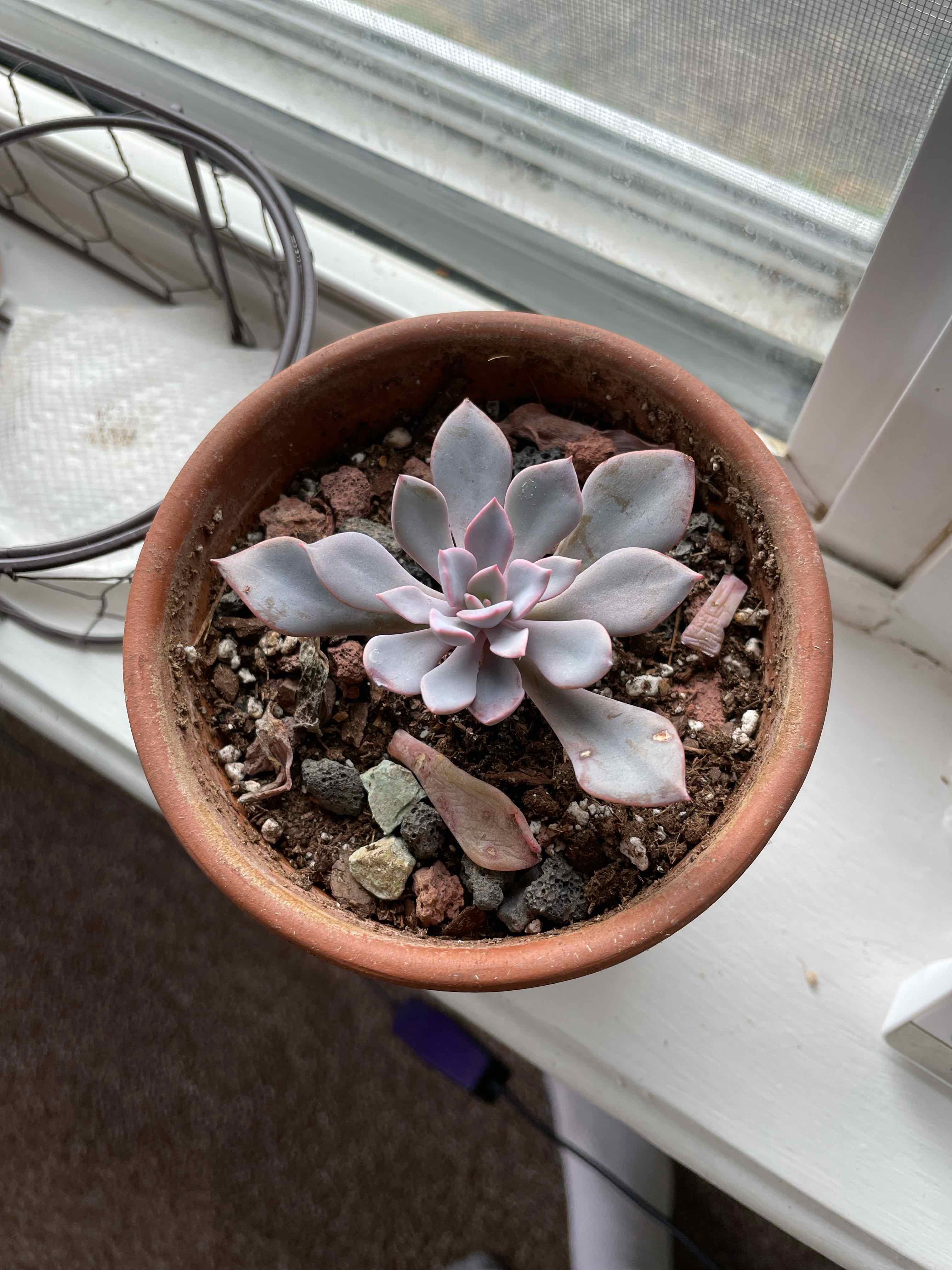 Potted Graptoveria 'Debbie' succulent on a windowsill, healthy and well-framed.