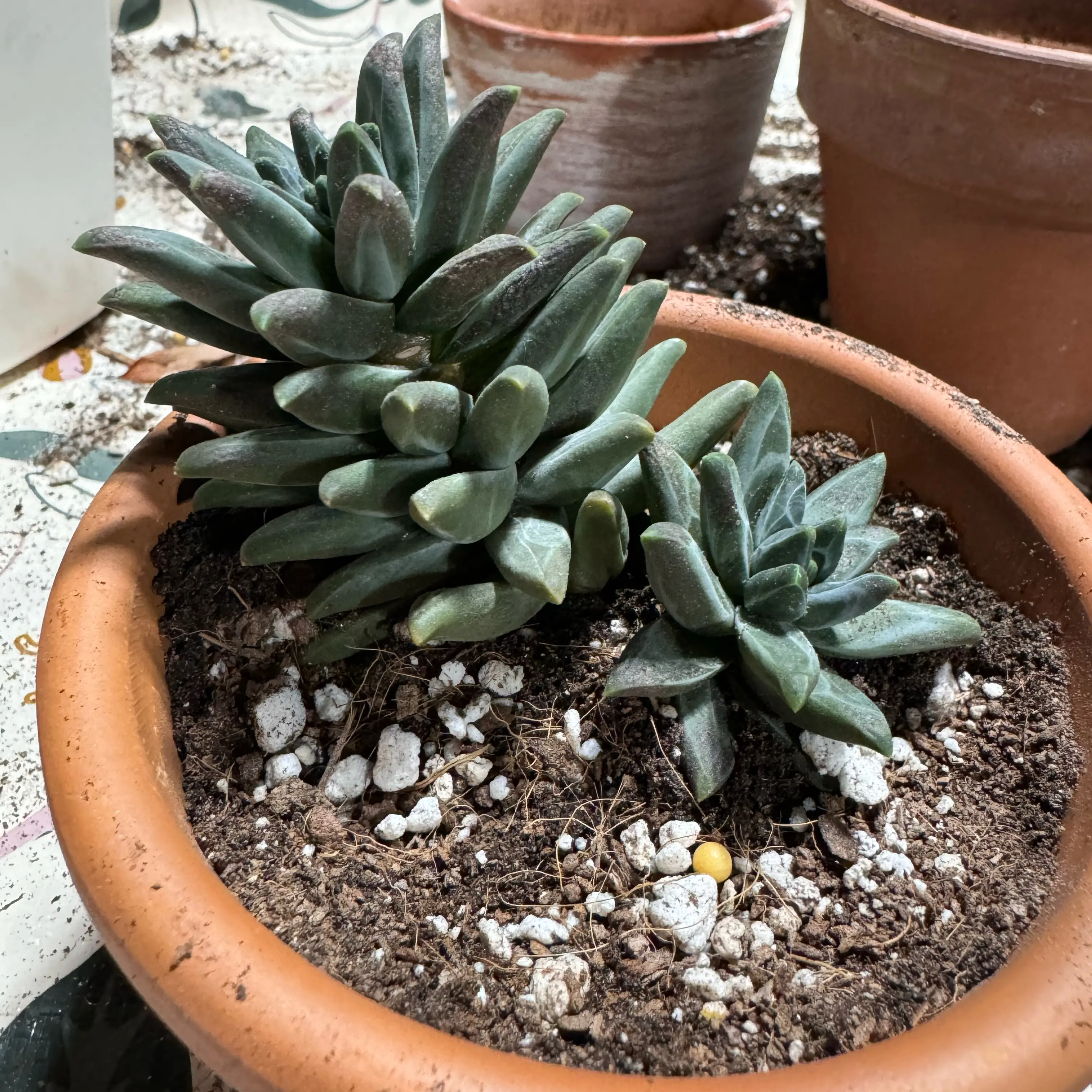 Little Jewel succulent in a terracotta pot with visible soil, well-framed and in focus.