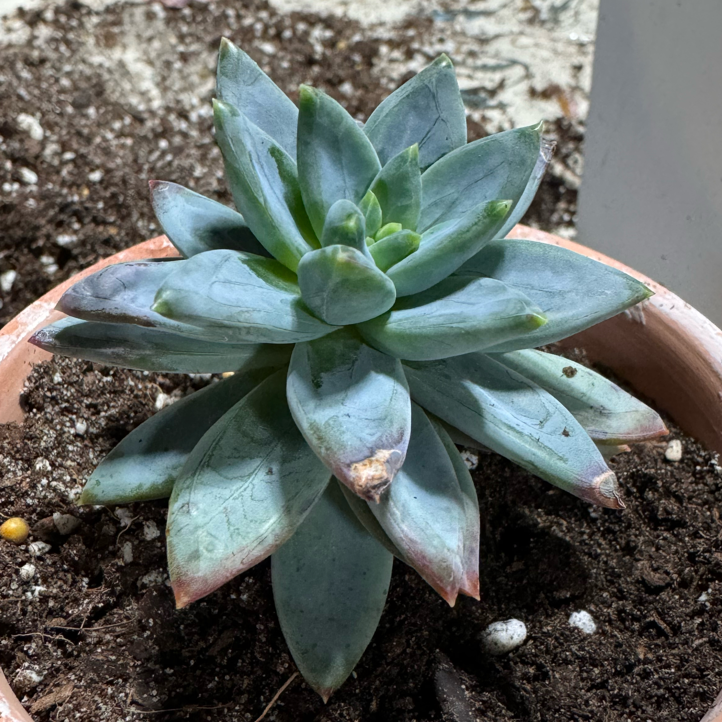 Pachyveria Little Jewel succulent in a pot with visible soil and minor browning on leaf tips.