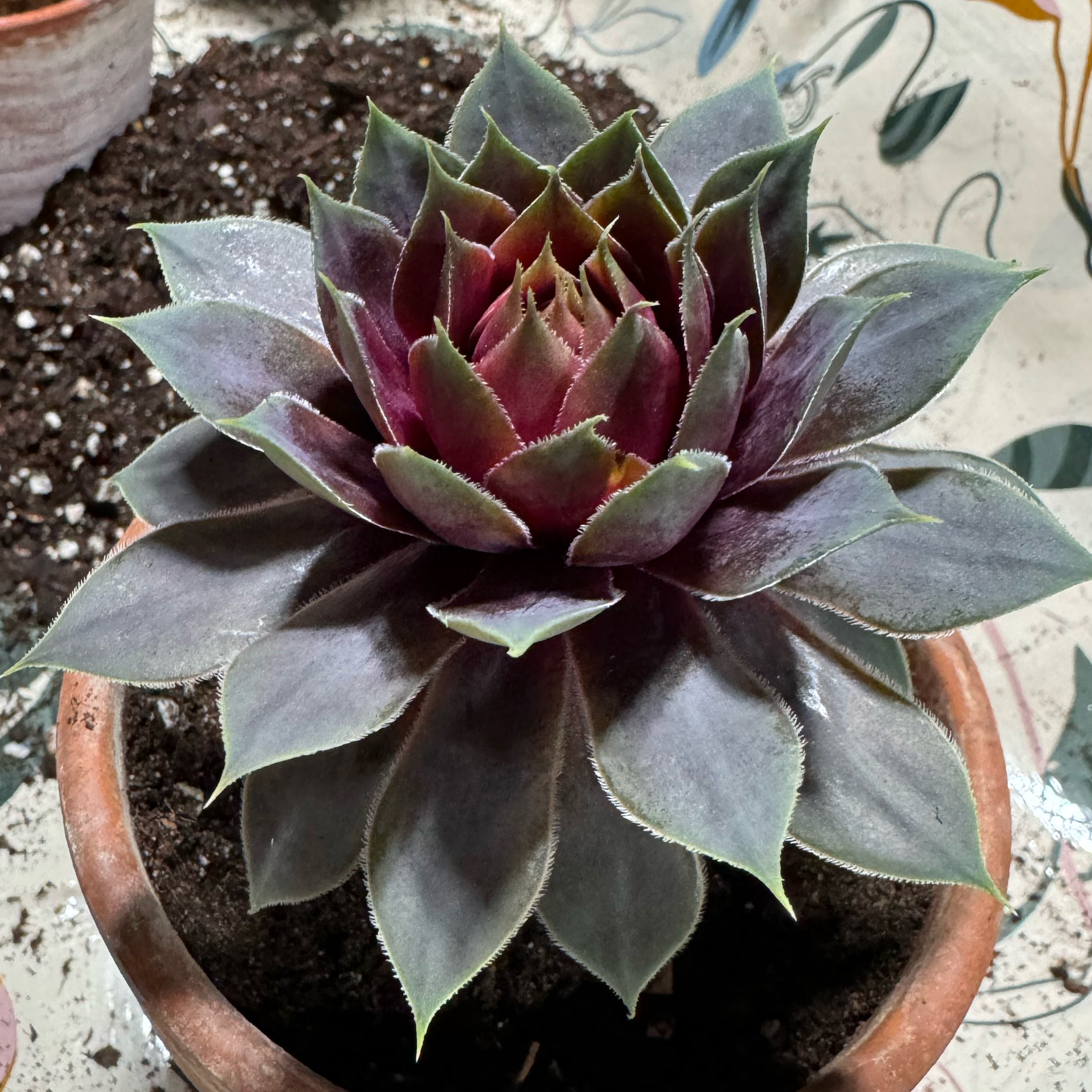 Echeveria 'Dark Moon' succulent in a pot with visible soil, healthy leaves, and no flowers.