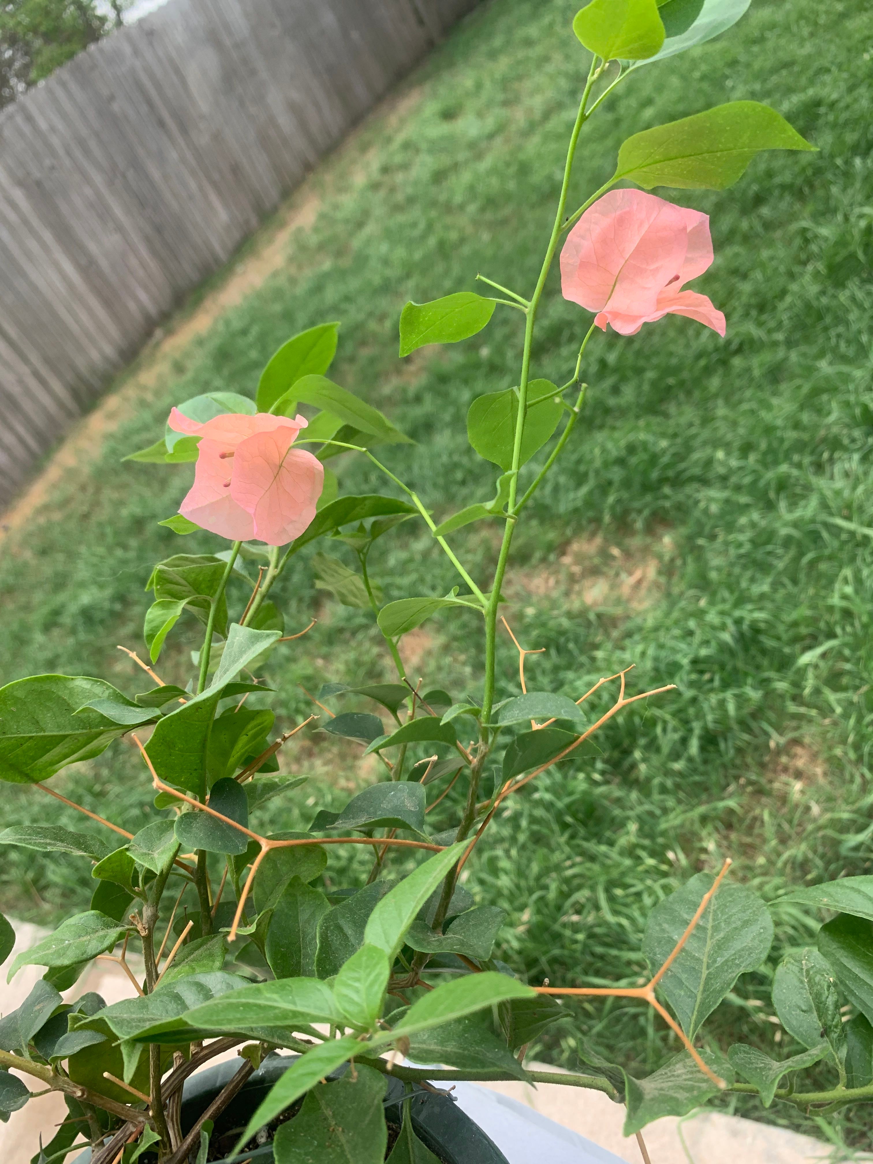 How to Care for Bougainvillea Mastering Water, Sunlight & More