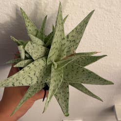 Snowflake Aloe plant