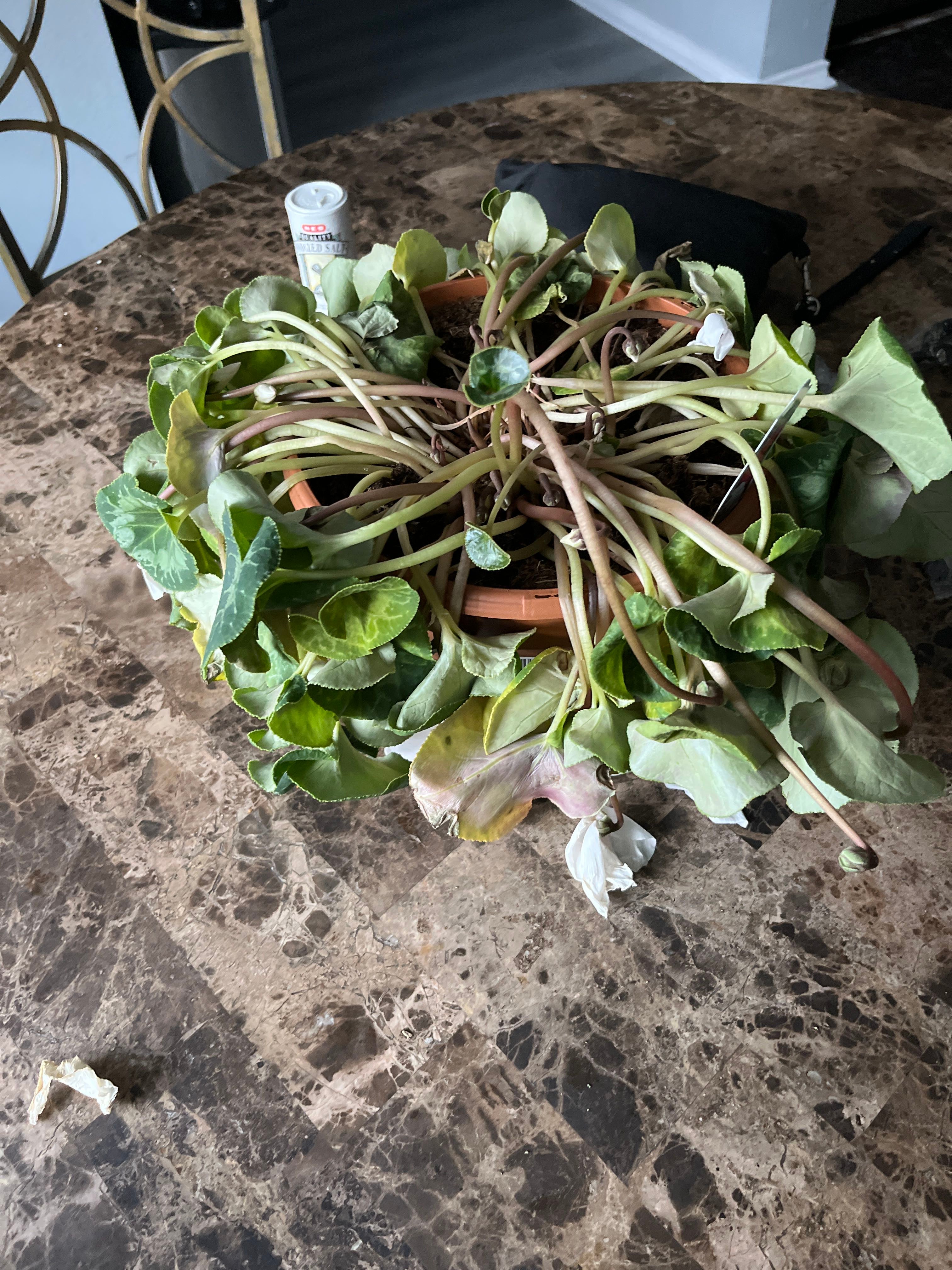 How Do I Propagate My Cyclamen?