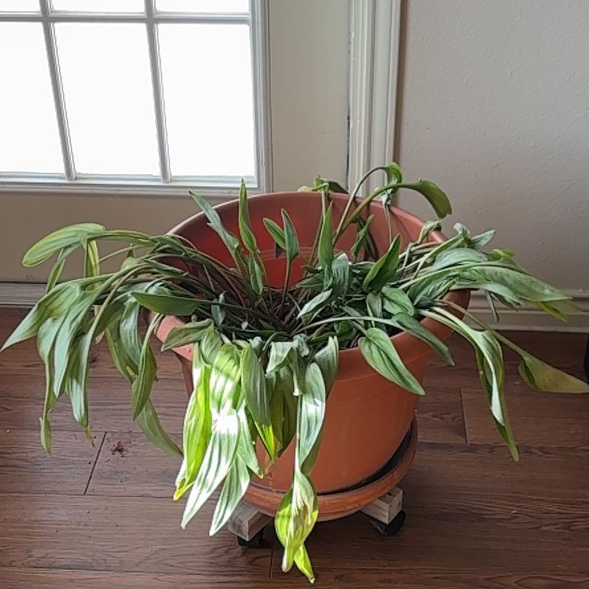 Photo of the plant species Amazon Lily by @CadyBaby210 named Beckham on Greg, the plant care app