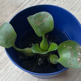 Photo of the plant species Pontederia Crassipes by @CadyBaby210 named Prince on Greg, the plant care app
