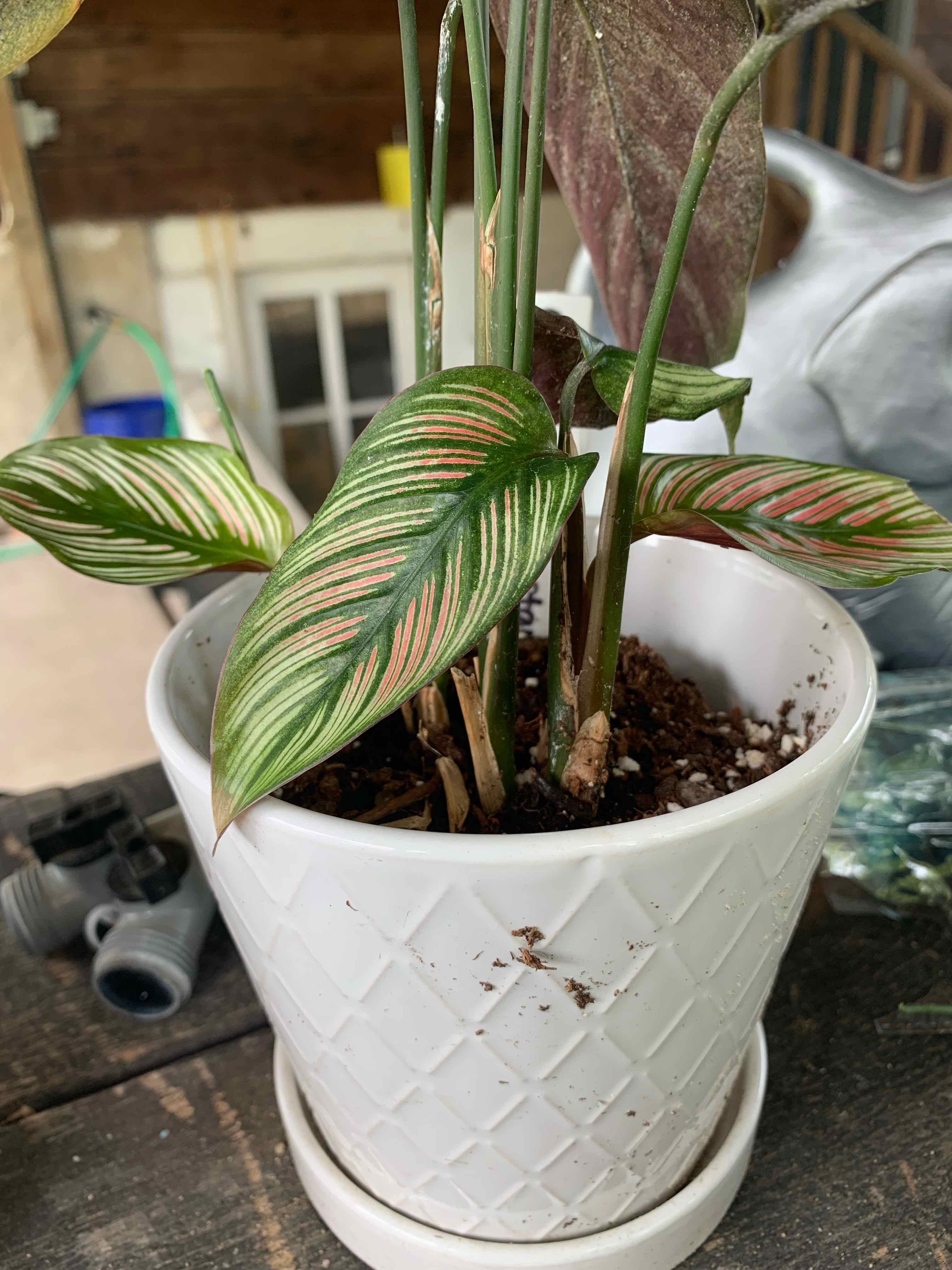 Goeppertia majestica plant in a white pot with distinctive green and pinkish-white striped leaves.