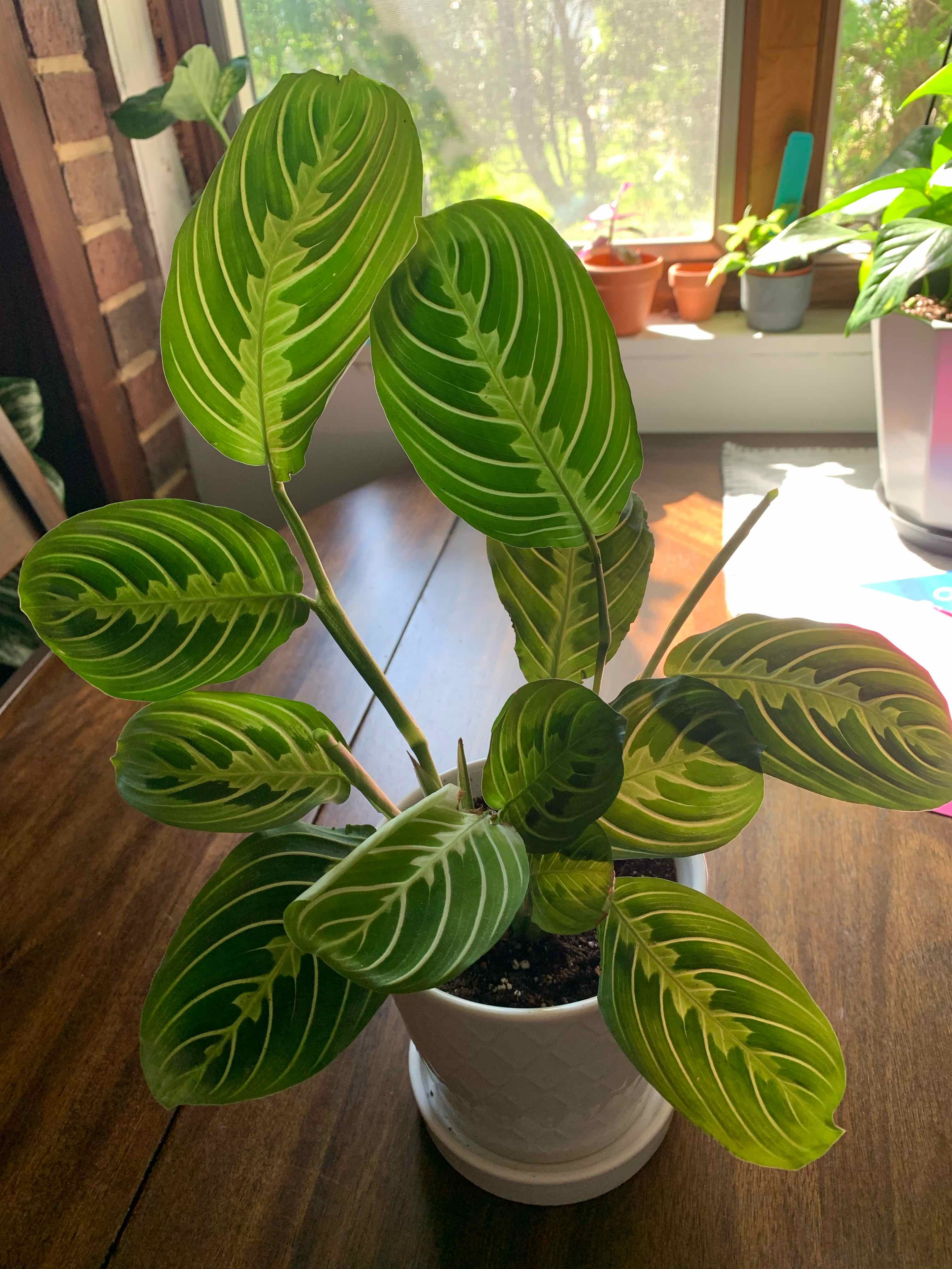 Lemon Lime Prayer Plant in a white pot on a wooden surface with vibrant green leaves and lime-colored veins.