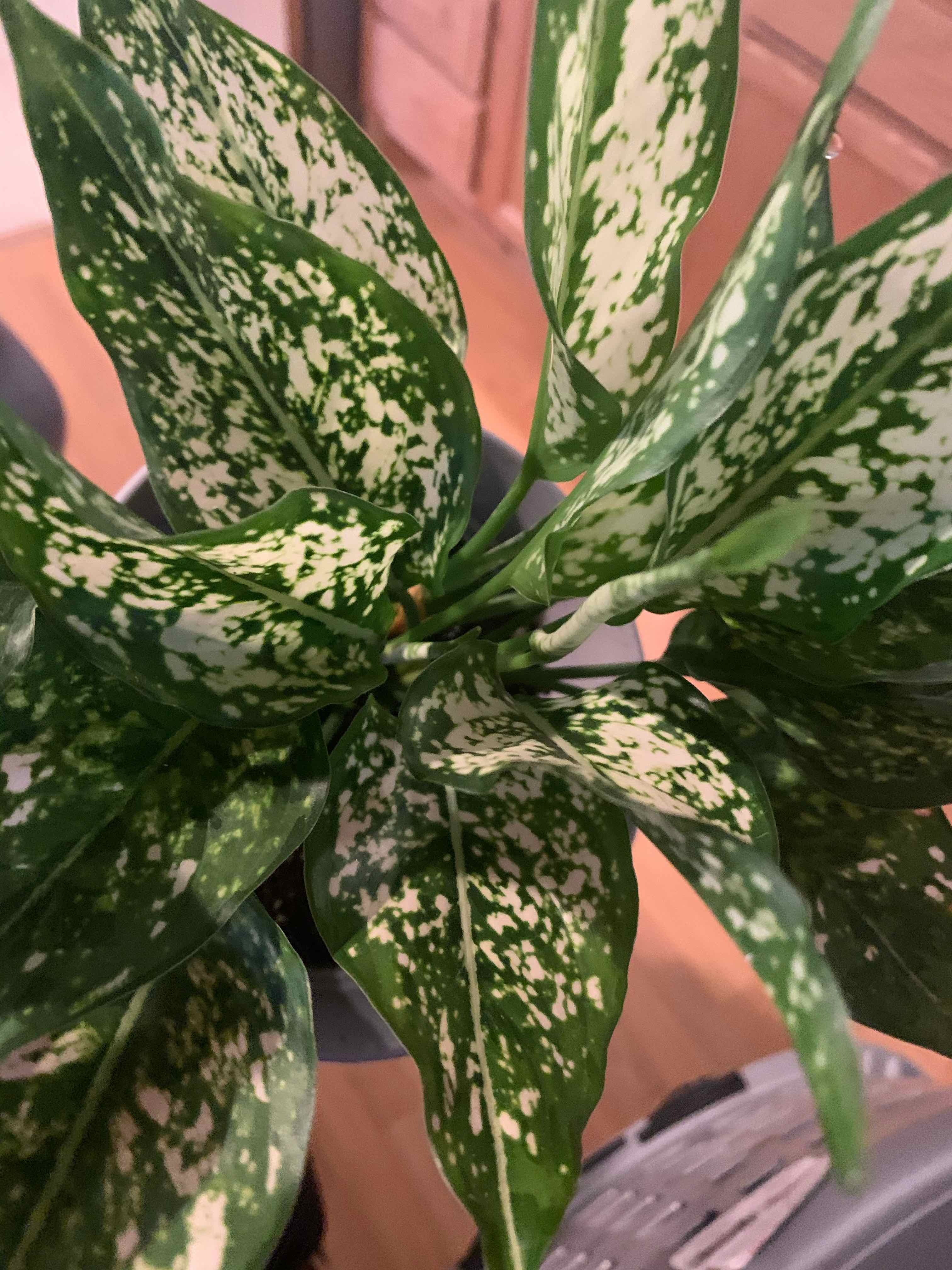 Aglaonema 'Spring Snow' plant with vibrant green leaves and white speckles.