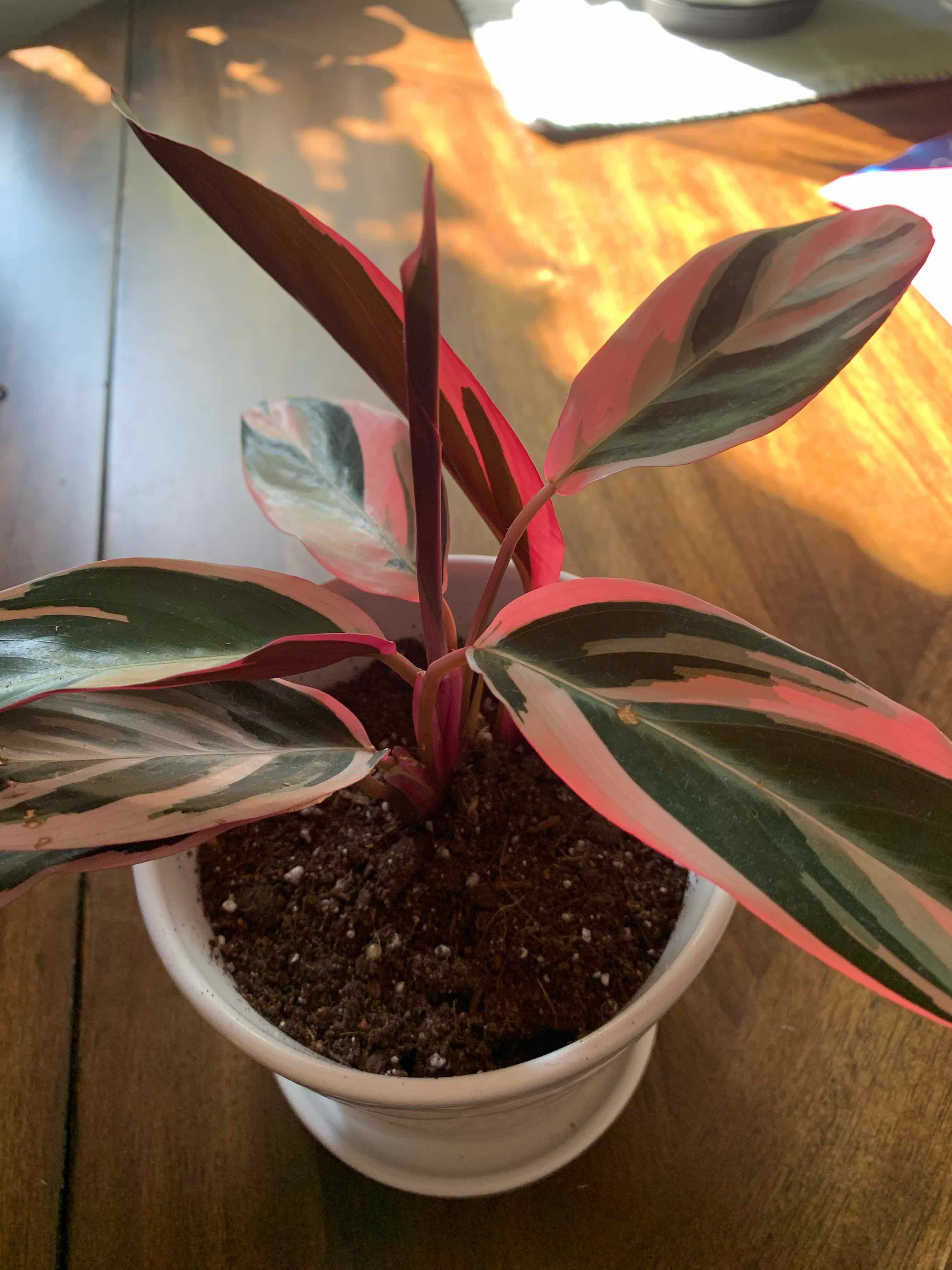 Triostar Stromanthe plant in a white pot with vibrant, variegated leaves.