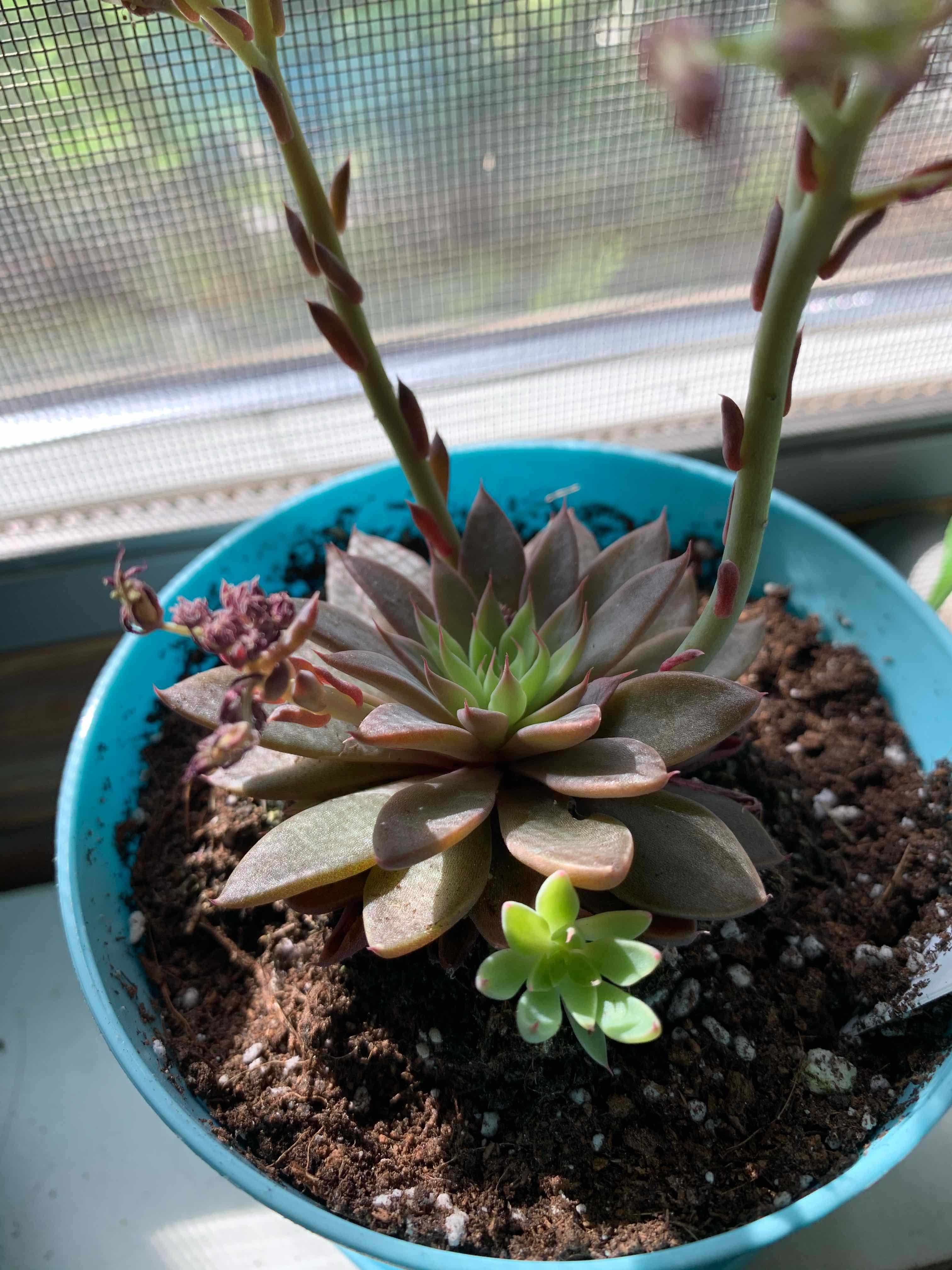 Ghost Plant (Graptopetalum paraguayense) in a blue pot with healthy growth.