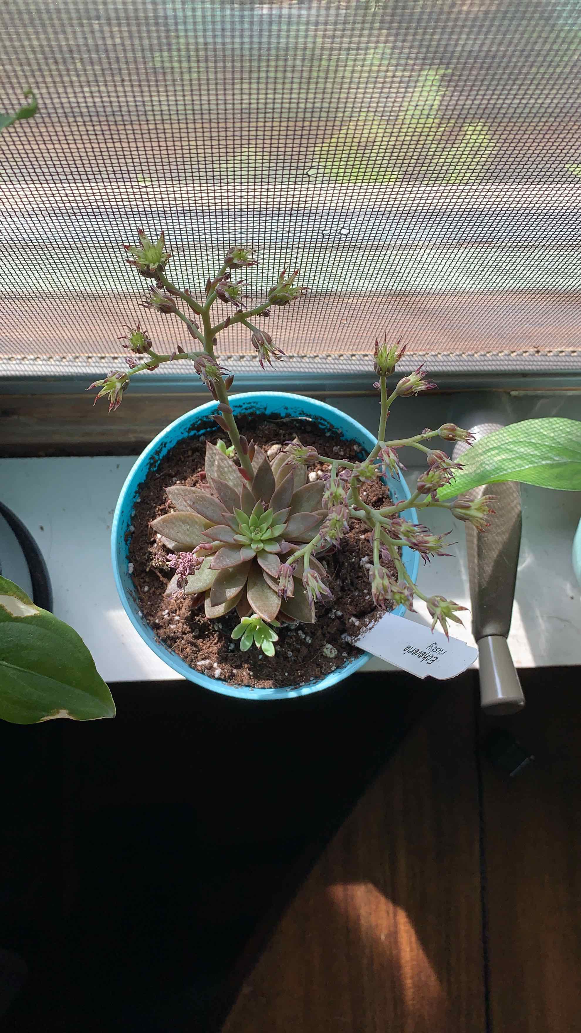 Ghost Plant (Graptopetalum paraguayense) in a pot, flowering, with visible soil.