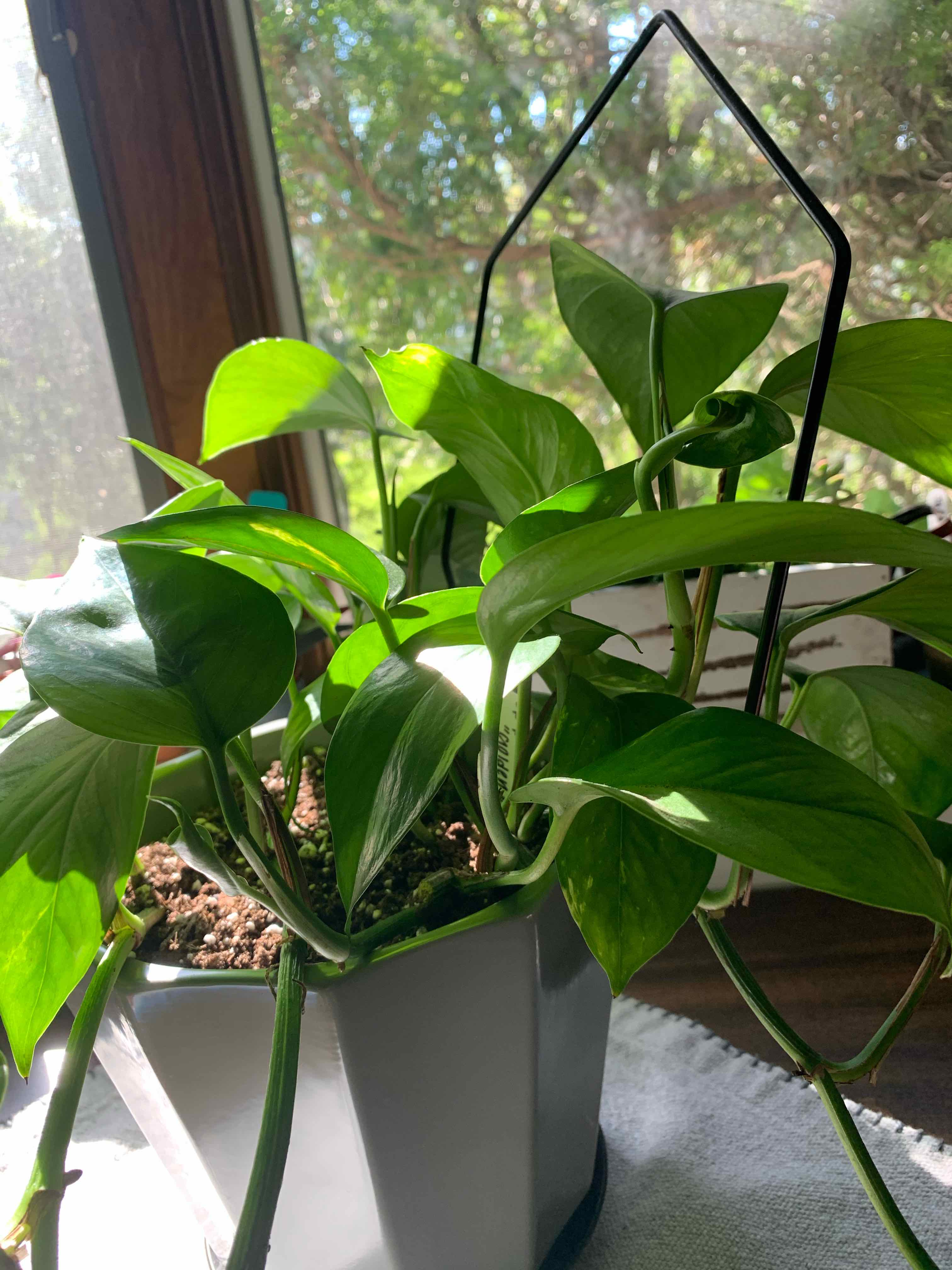 Why Are There Black Spots on My Lizard Queen Pothos Leaves?