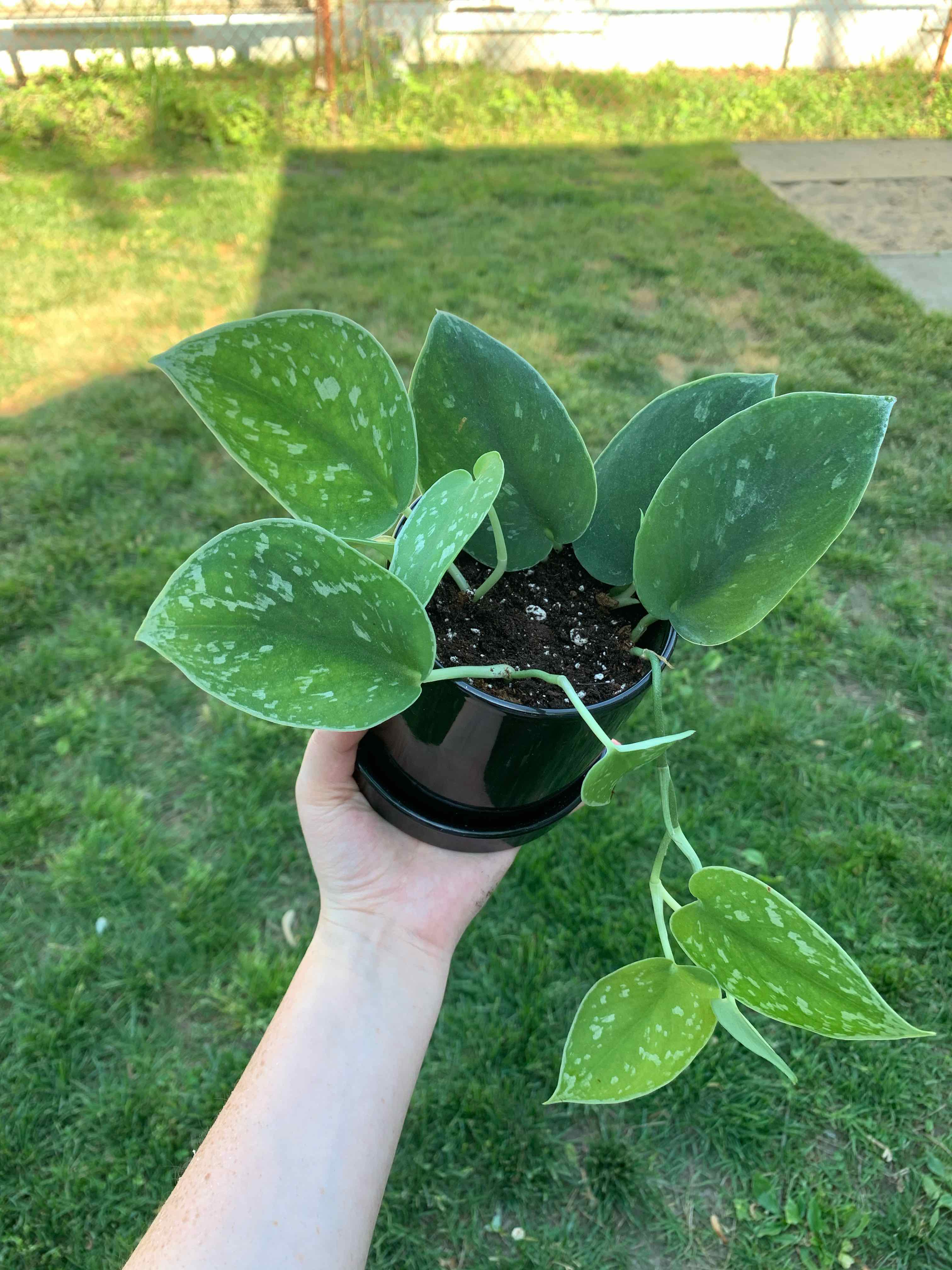 Silver Anne Pothos plant in a black pot, held by a hand, with visible soil and vibrant green leaves.