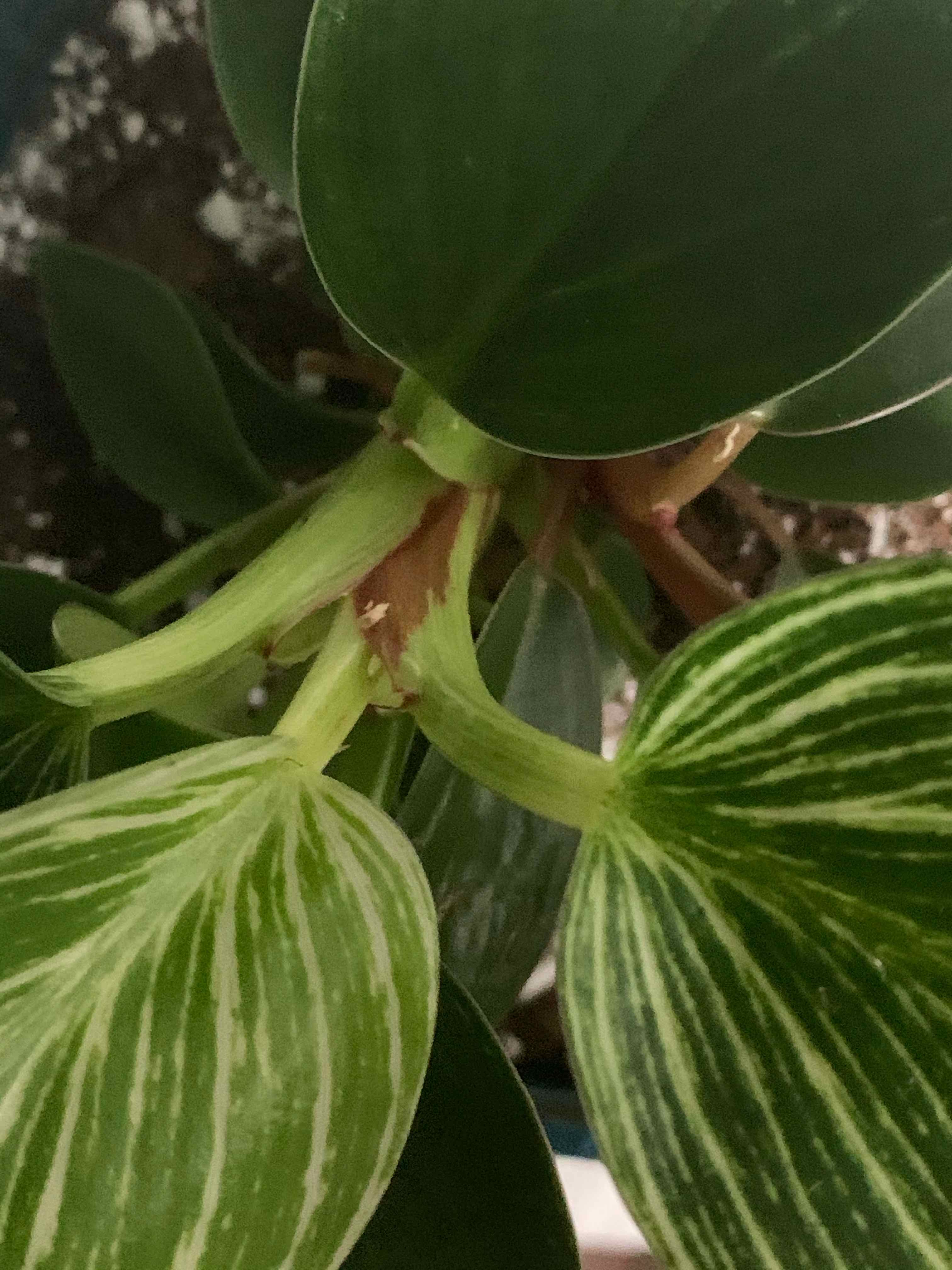 Philodendron Birkin plant with healthy green and white variegated leaves.