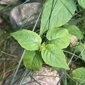 Photo of the plant species Broadleaf Enchanter's Nightshade by @TryTievine named Emerson on Greg, the plant care app