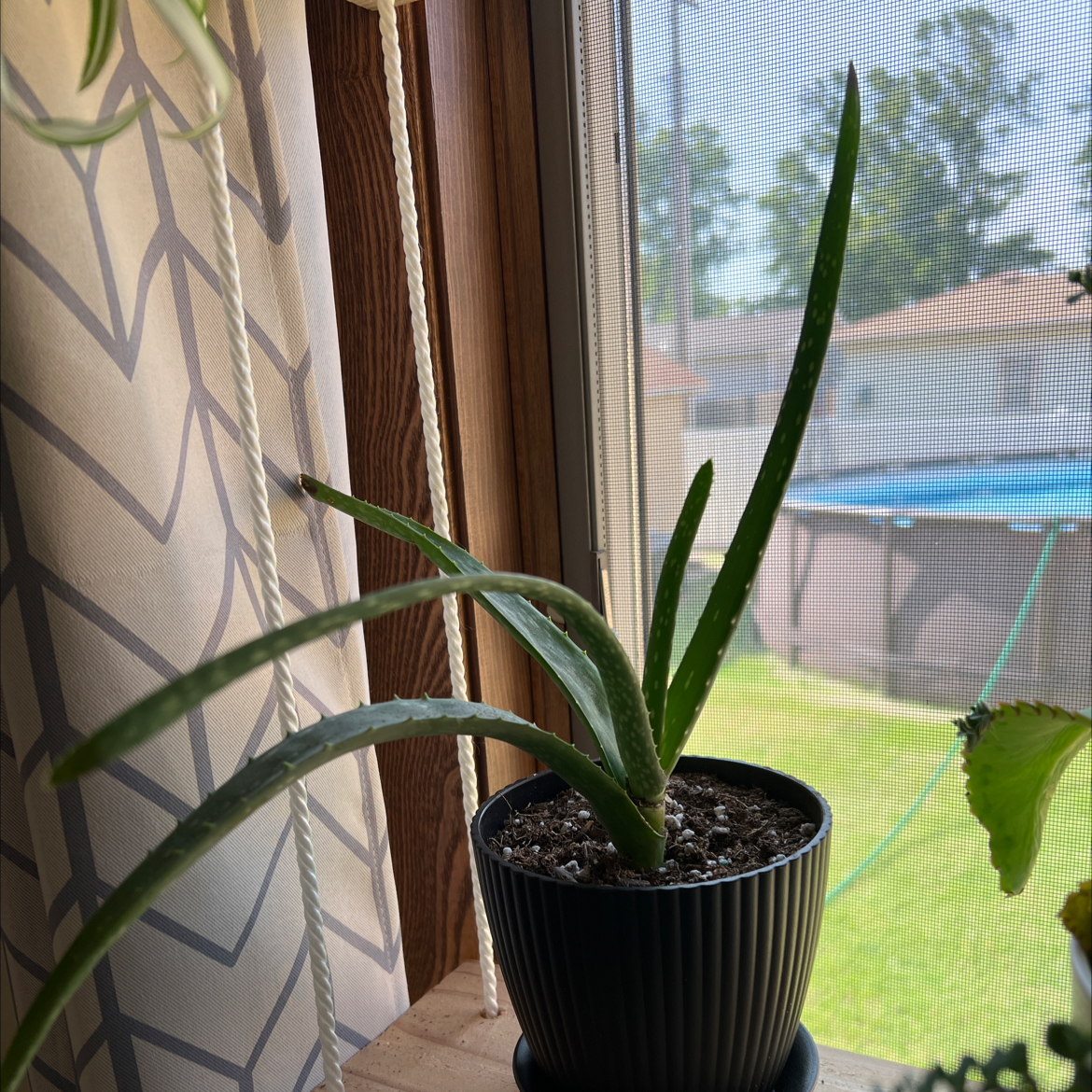 Aloe