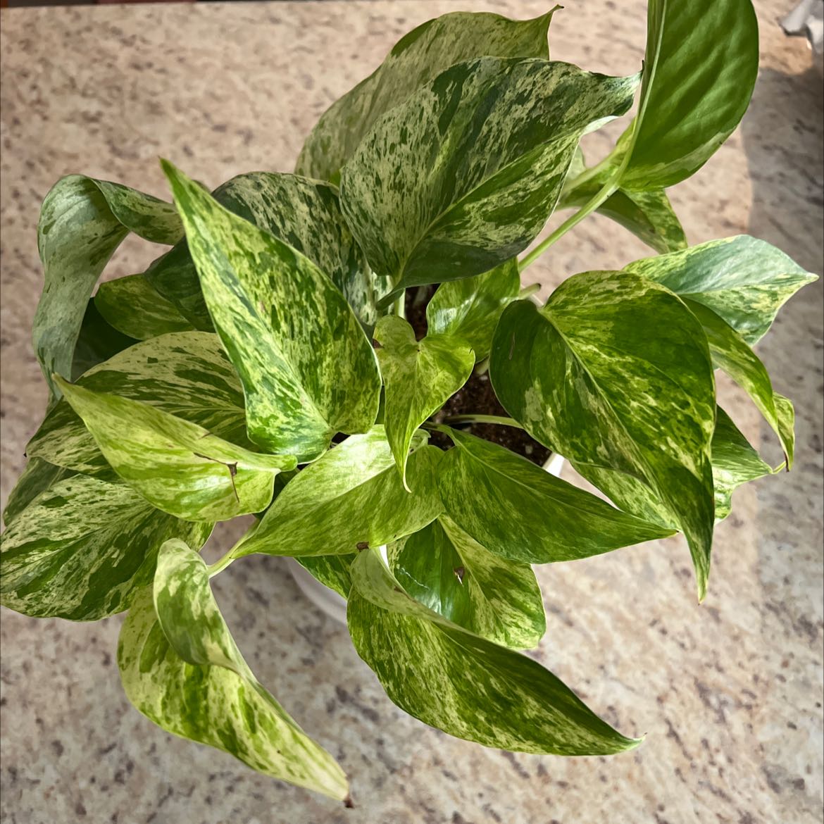 Photo of the plant species Marble Queen Pothos by @newplantaddict named Queen on Greg, the plant care app