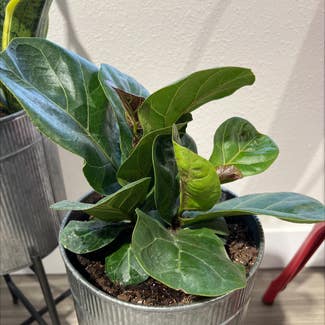 Fiddle Leaf Fig plant in Somewhere on Earth