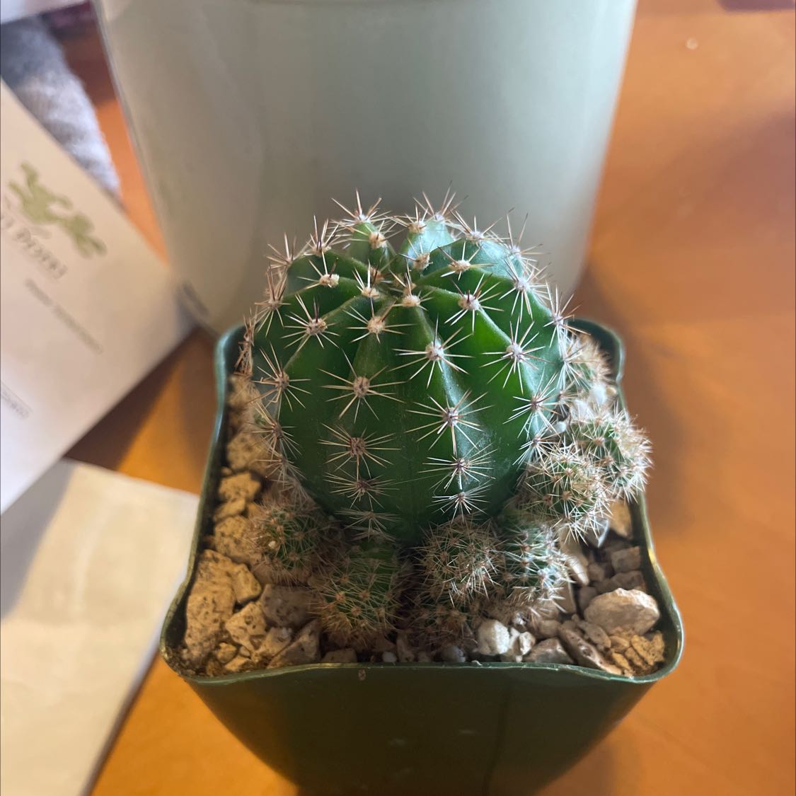 A healthy Easter Lily Cactus in a green pot with visible soil.