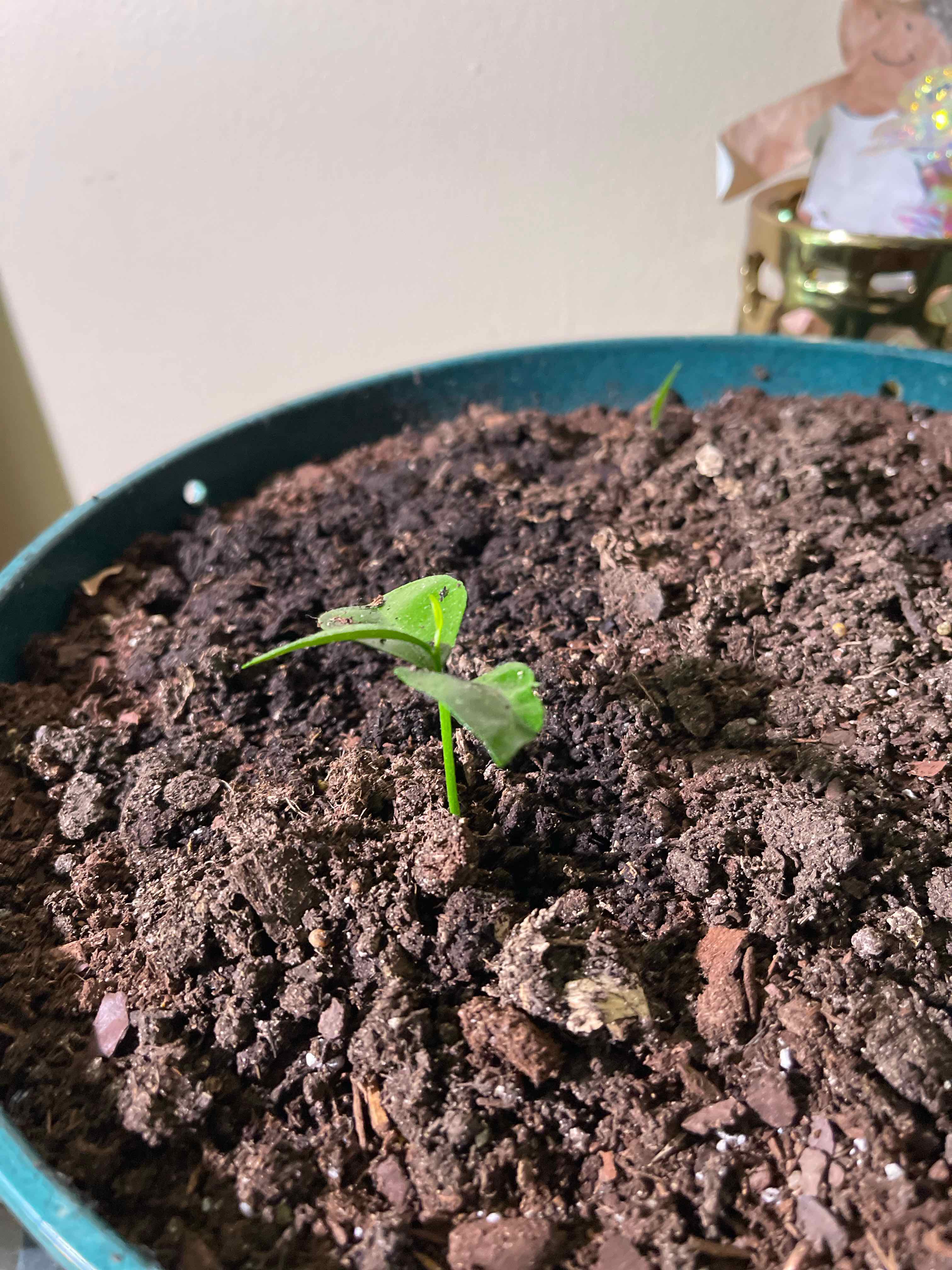 Young Grapefruit Tree plant in a pot with visible soil, early growth stage.