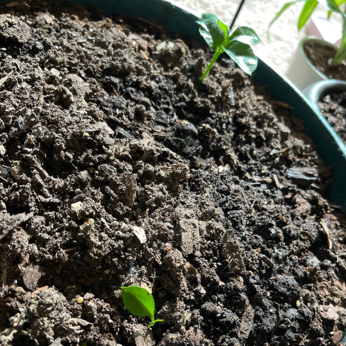 Young Grapefruit Tree plant in a pot with visible soil and small green leaves.