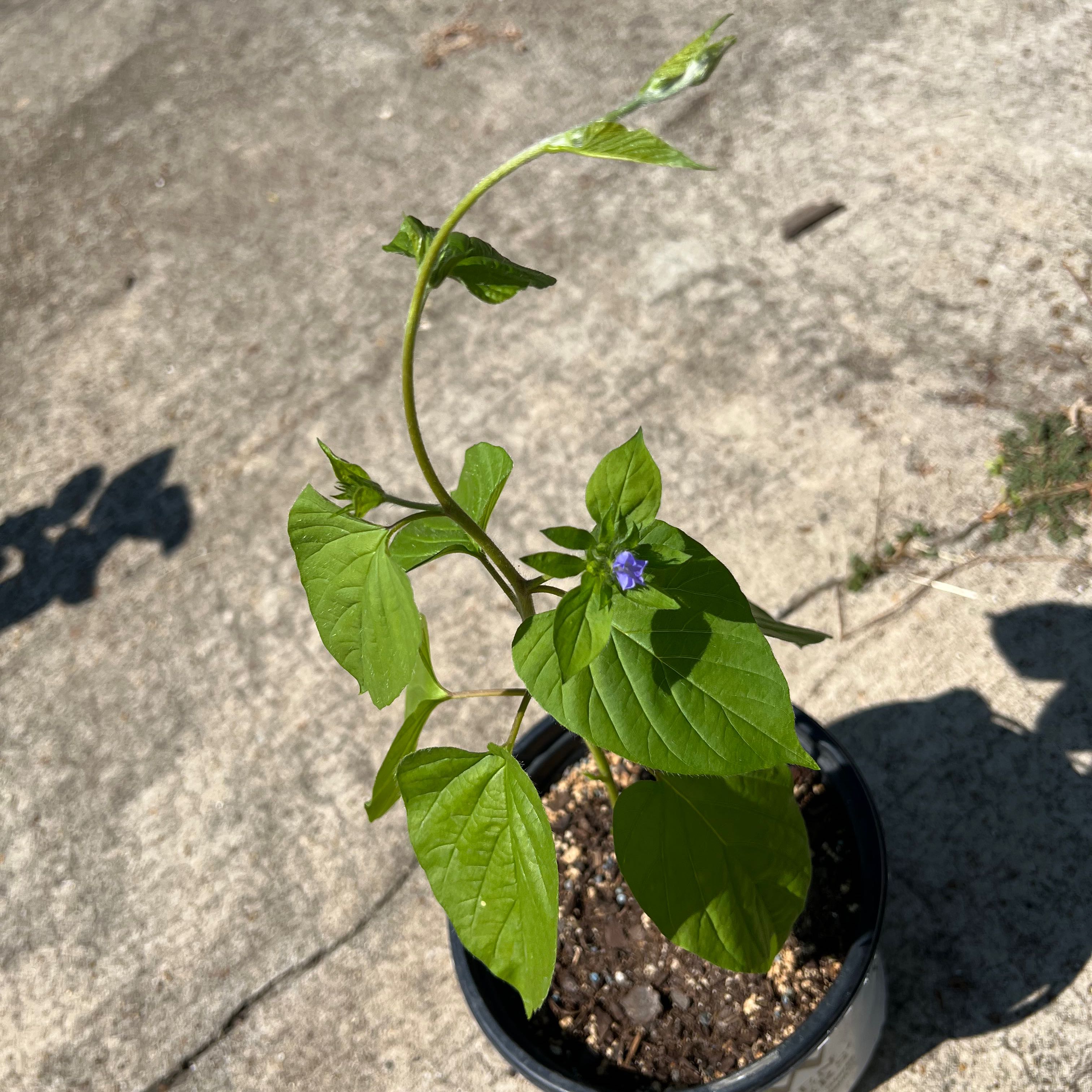 Photo of the plant species Hairy Clustervine by @JovialCorncob named Your plant on Greg, the plant care app