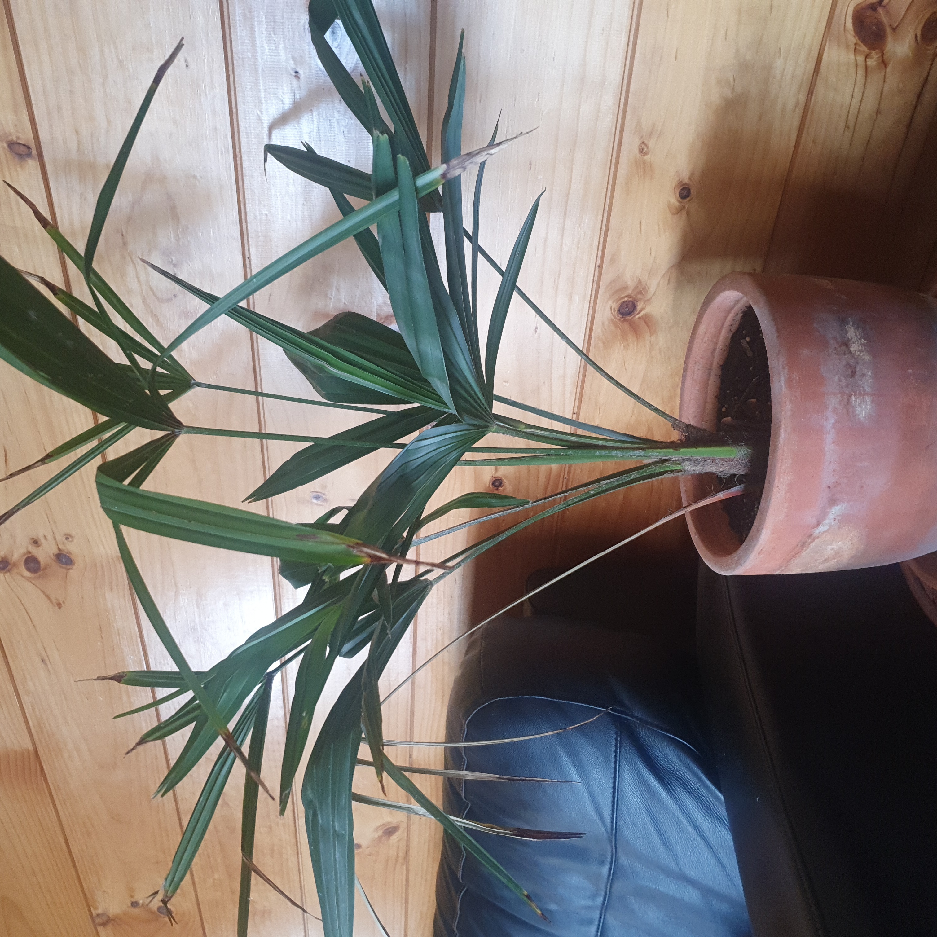 Potted Chinese Windmill Palm with green fronds on a wooden floor.