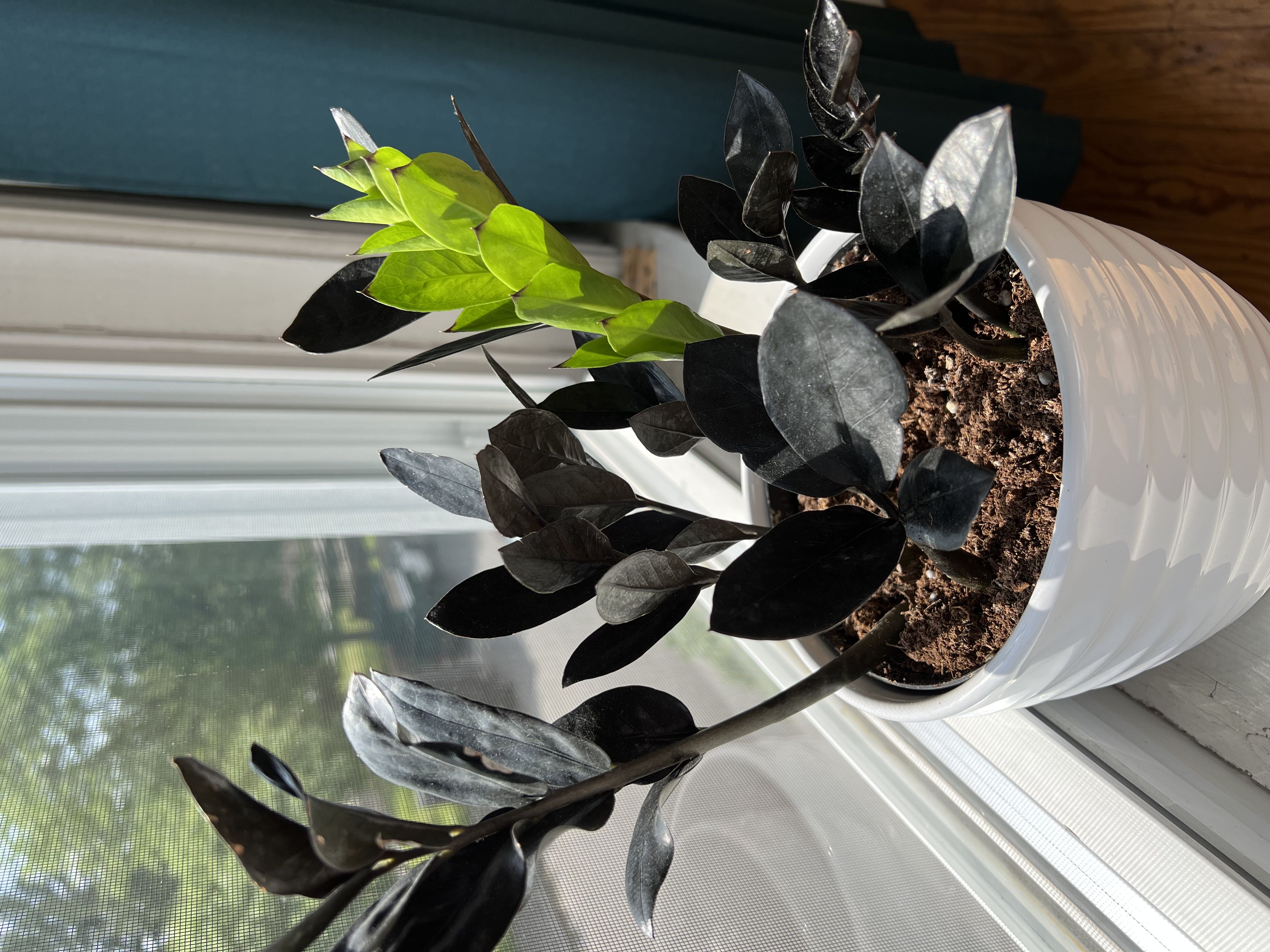 Photo from the post
