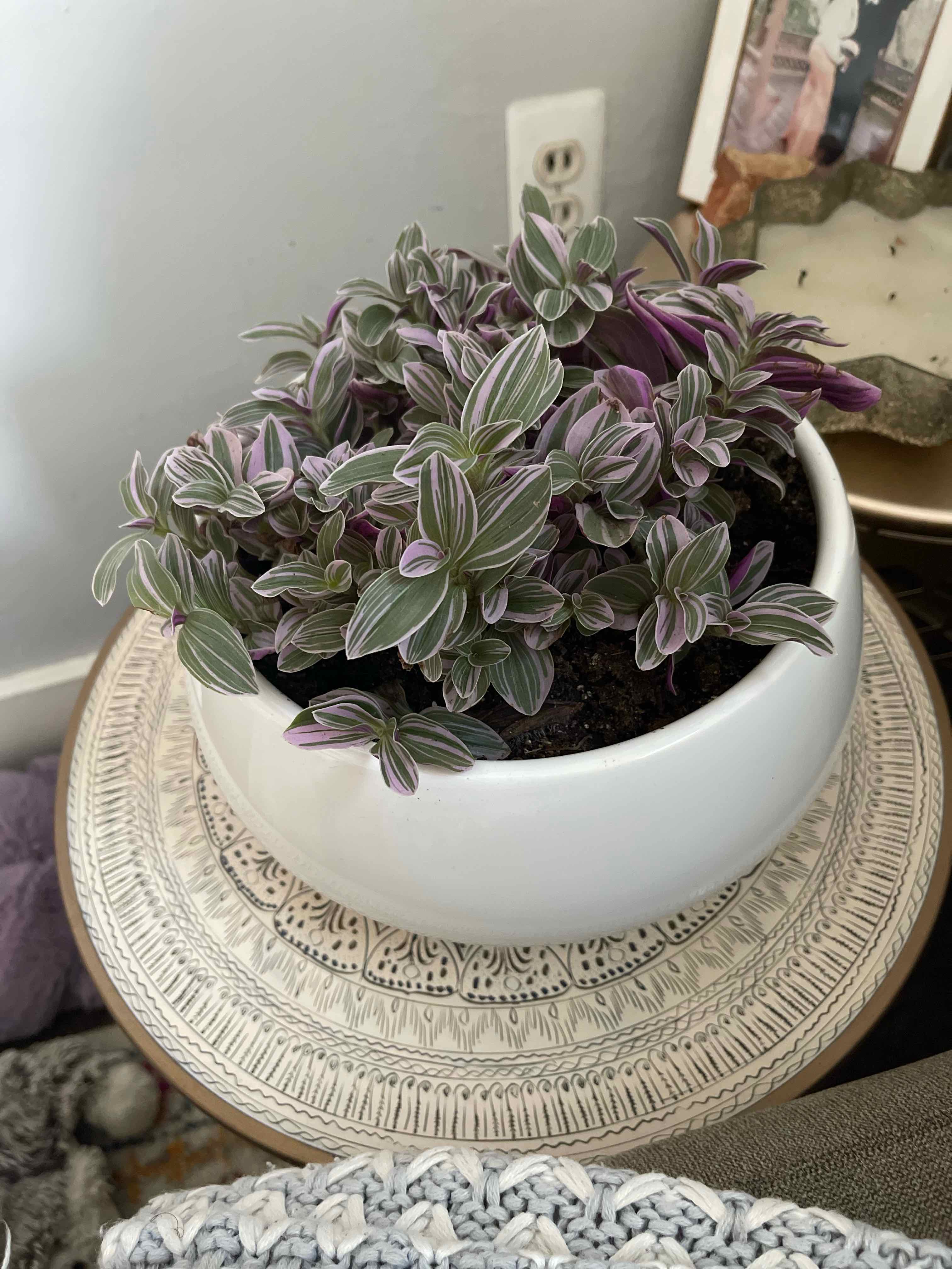 Photo of the plant species Tradescantia 'Lavendar' by @Vjunc named Naomi on Greg, the plant care app