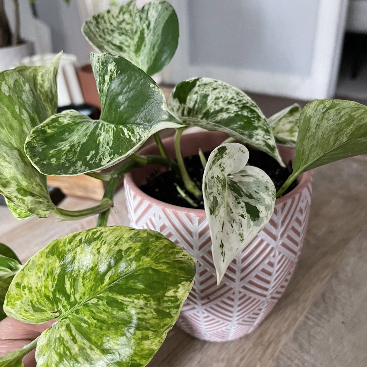 Marble queen