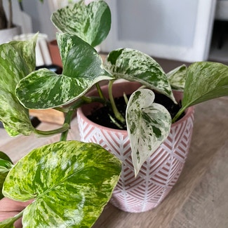 Marble Queen Pothos plant in Madison Heights, Michigan