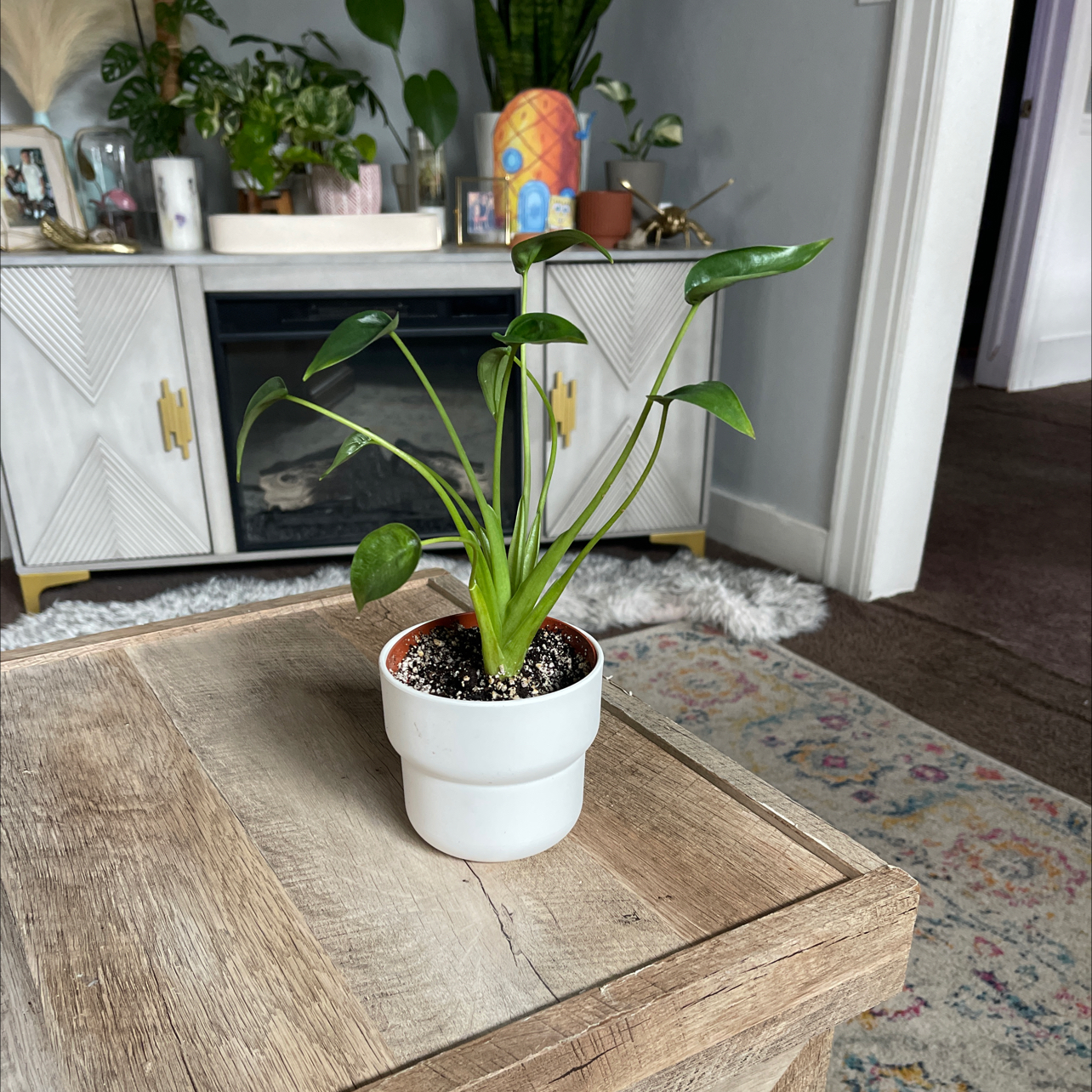 Potted Tiny Dancer plant on a wooden table in an indoor setting.