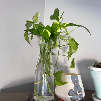 Golden Pothos plant in Madison Heights, Michigan