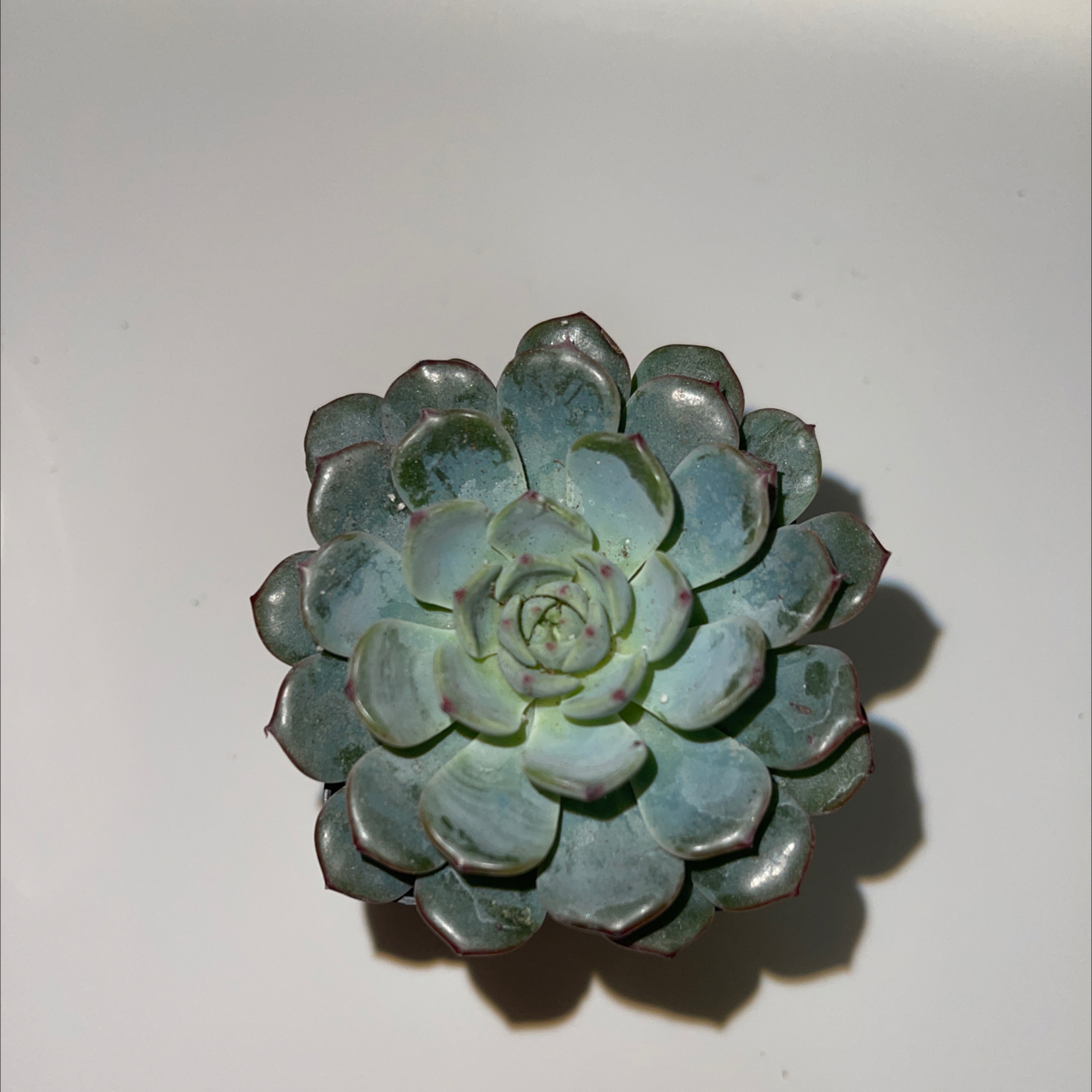 Top-down view of a healthy Miniature Echeveria succulent.