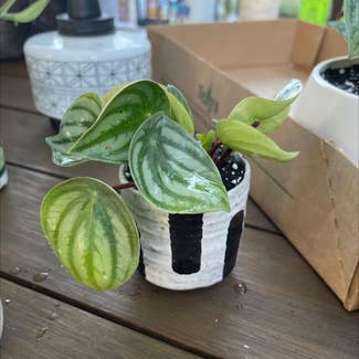 Watermelon Peperomia plant in Madison Heights, Michigan