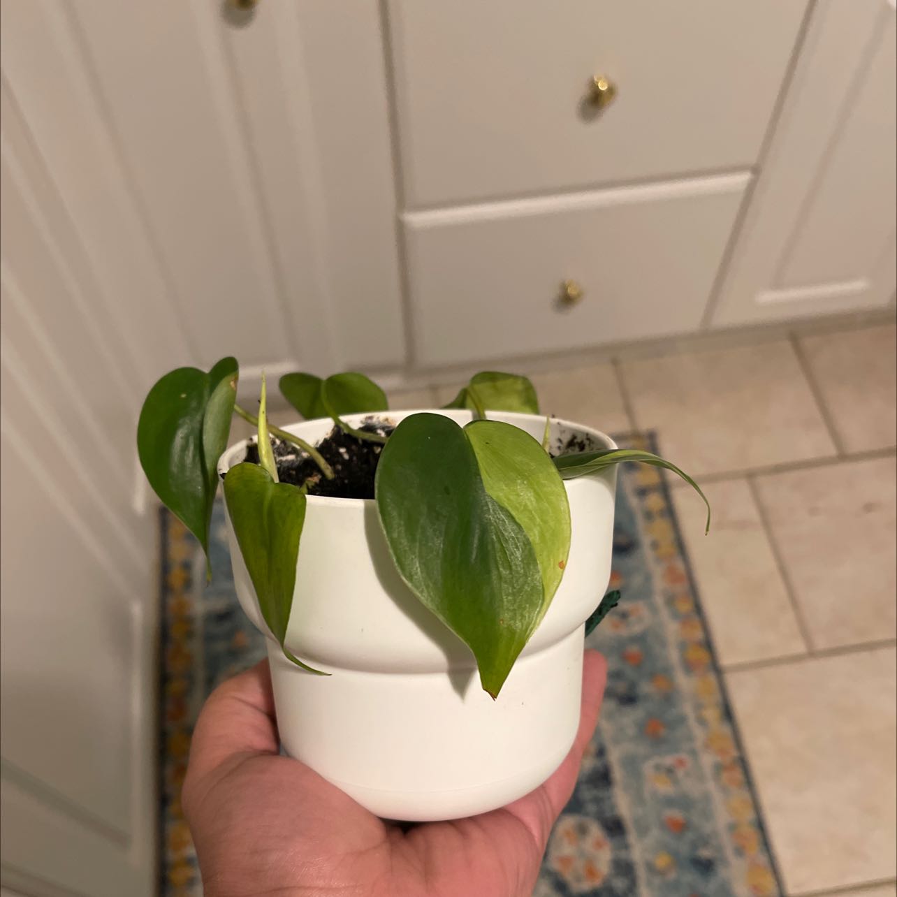 Small potted Brazil Philodendron with green leaves, held by a hand.