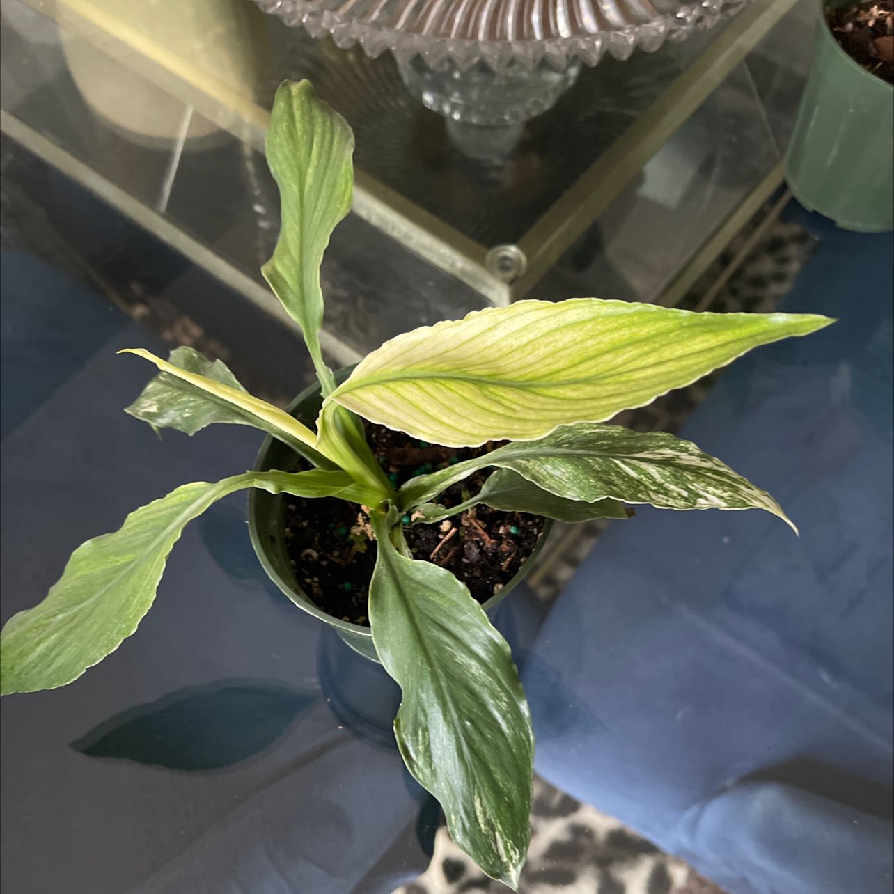 Variegated Peace Lily with some yellowing leaves in a pot, soil visible.