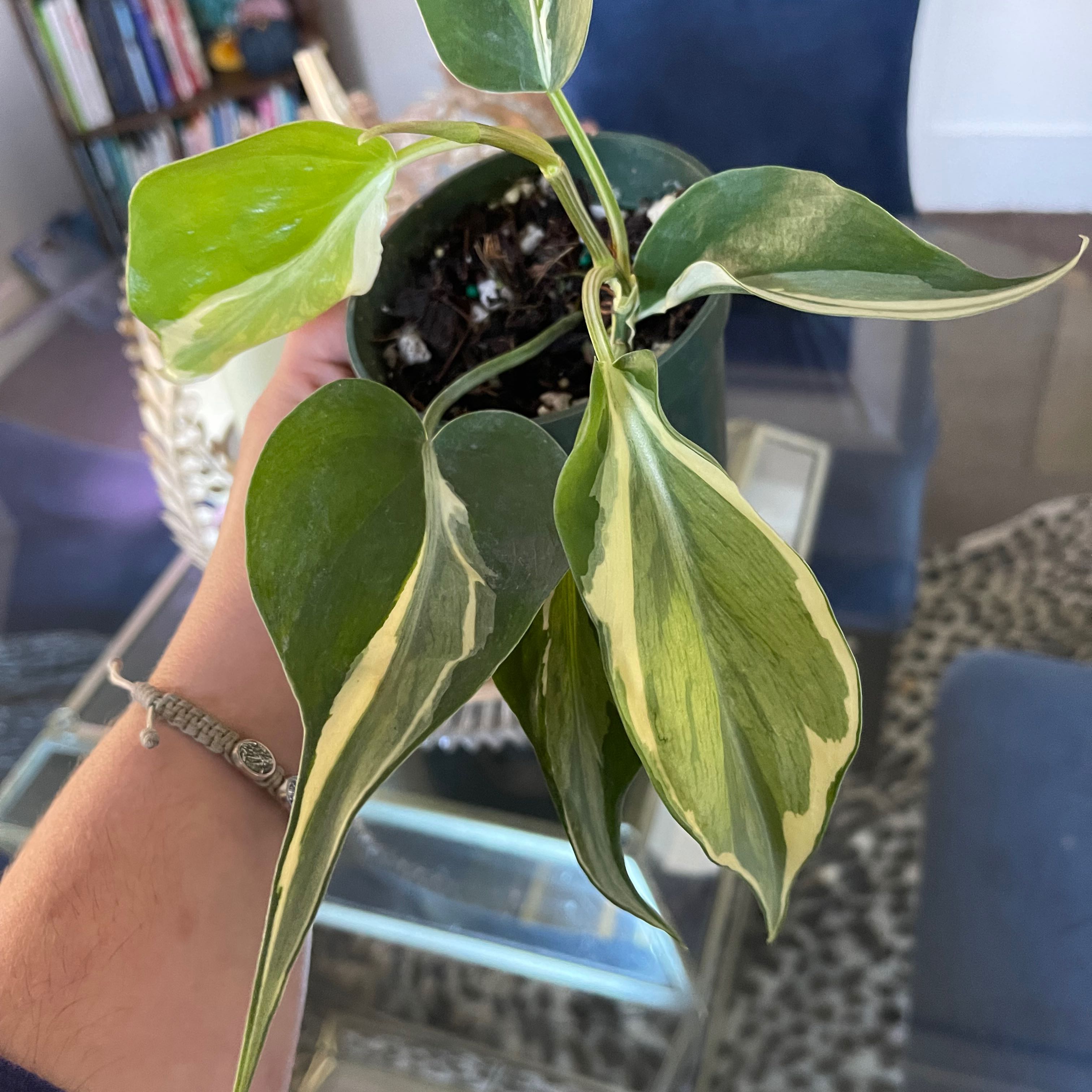 Philodendron 'Rio' plant with variegated leaves held by a hand, soil visible.